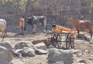 Entspannter Mann liest auf seinem Smartphone und liegt dabei auf einem Gefährt zwischen Kühen in Indien