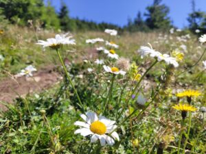 Blühende Alpenblumen an einem sonnigen Tag