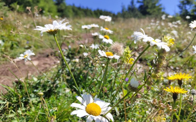Blühende Alpenblumen an einem sonnigen Tag
