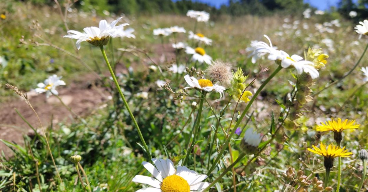 Blühende Alpenblumen an einem sonnigen Tag