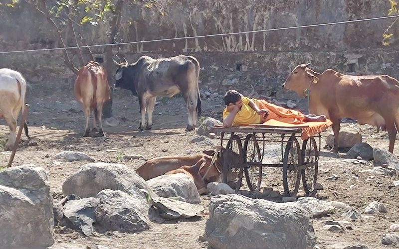 Entspannter Mann liest auf seinem Smartphone und liegt dabei auf einem Gefährt zwischen Kühen in Indien
