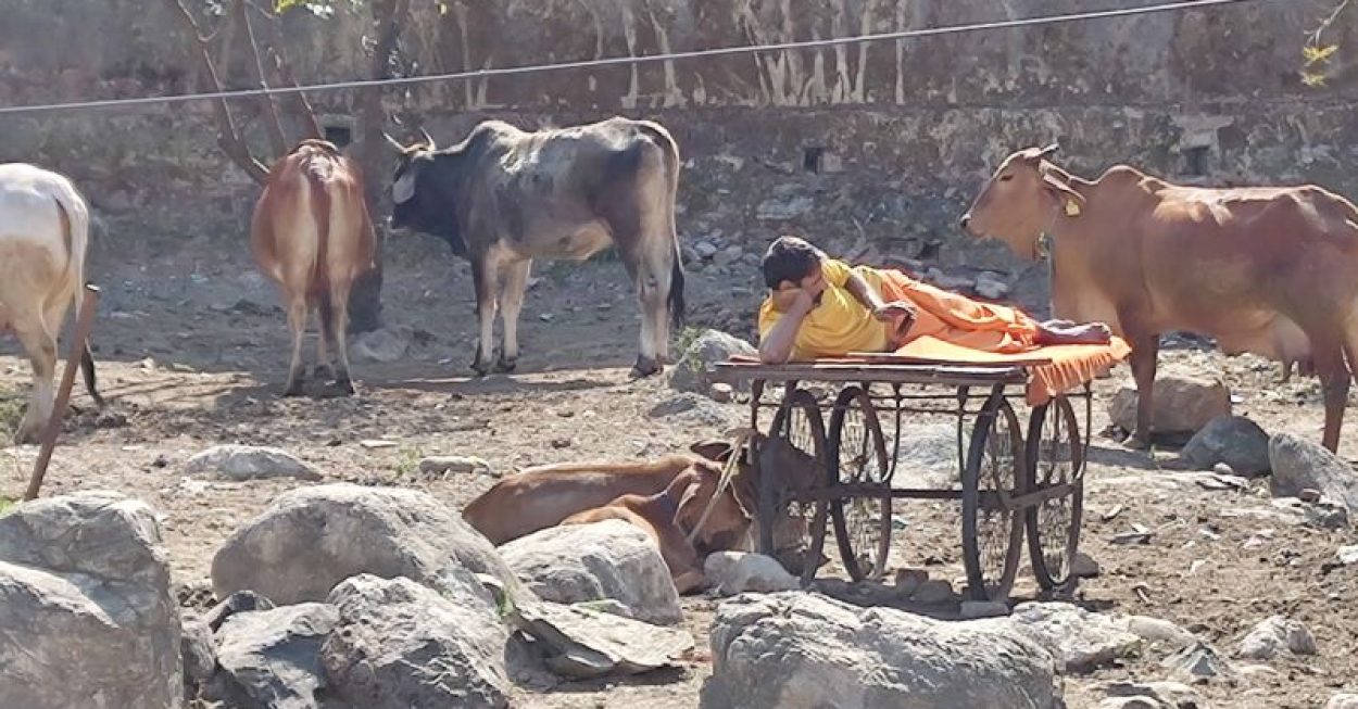 Entspannter Mann liest auf seinem Smartphone und liegt dabei auf einem Gefährt zwischen Kühen in Indien